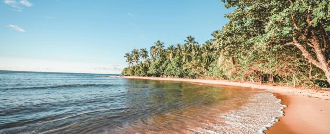 Arvores perto do mar em Barra Grande na Bahia