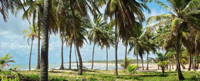 palmeiras na Costa do Sauípe na Bahia